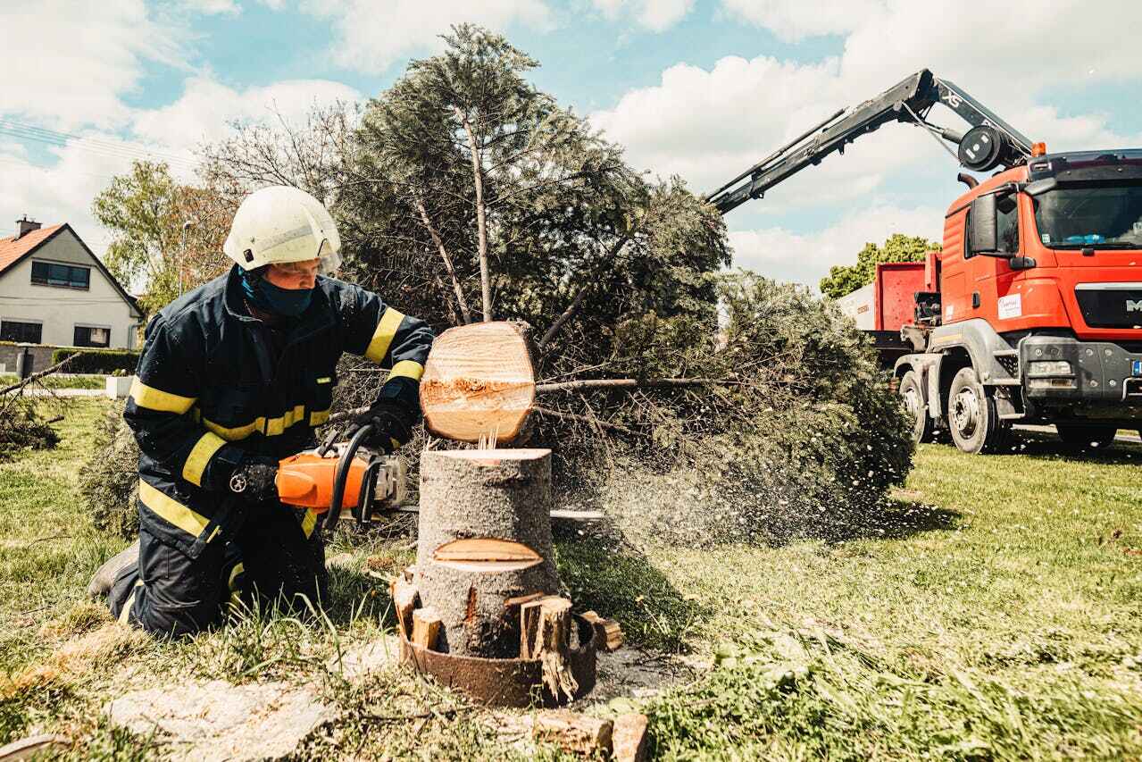 Large Tree Removal in Roselawn, IN